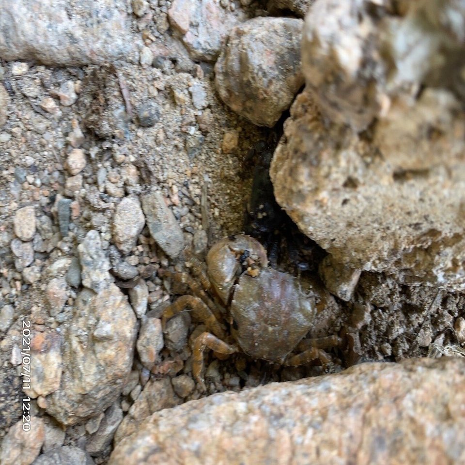 芦屋川でエビとカニを捕まえた ごろ にゃ 放射線科医 画像診断医 Note