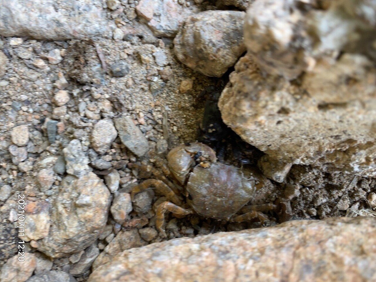 芦屋川でエビとカニを捕まえた ごろ にゃ 放射線科医 画像診断医 Note 芦屋川でエビとカニを捕まえた ごろ にゃ 放射線科医 画像診断医 Note