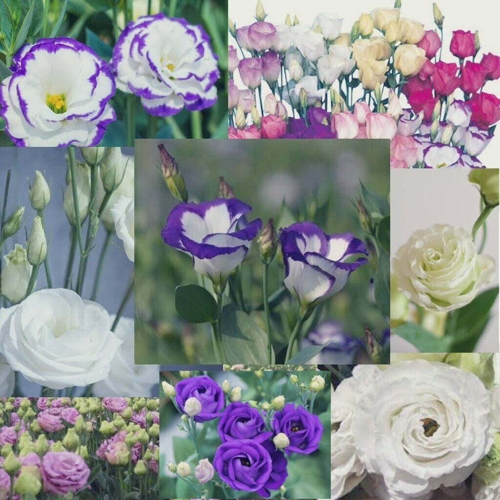 今日の花 21 7 12 トルコキキョウ 花言葉 すがすがしい美しさ 優美 希望 名言 男性はチャンスをつかむもの 女性はチャンスをしつらえるもの ジークムント グラフ 奇跡を信じる生き方 そう だー Note 今日の花 21 7 12 トルコキキョウ 花言葉 すがすがしい美しさ 優美 希望 名言 男性はチャンスをつかむもの 女性はチャンスをしつらえるもの ジークムント グラフ 奇跡を信じる生き方 そう だー Note