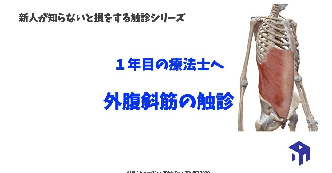外腹斜筋の触診 加藤淳 Note