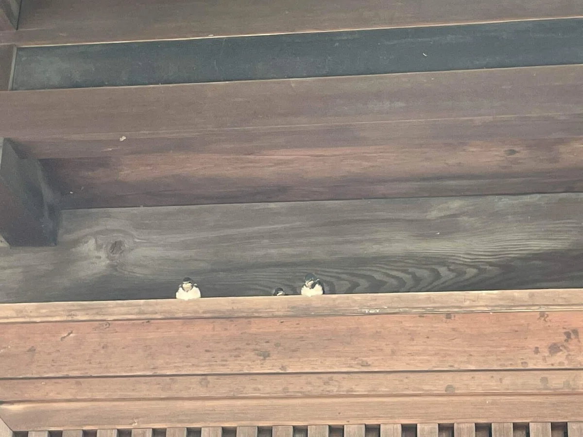 画像44