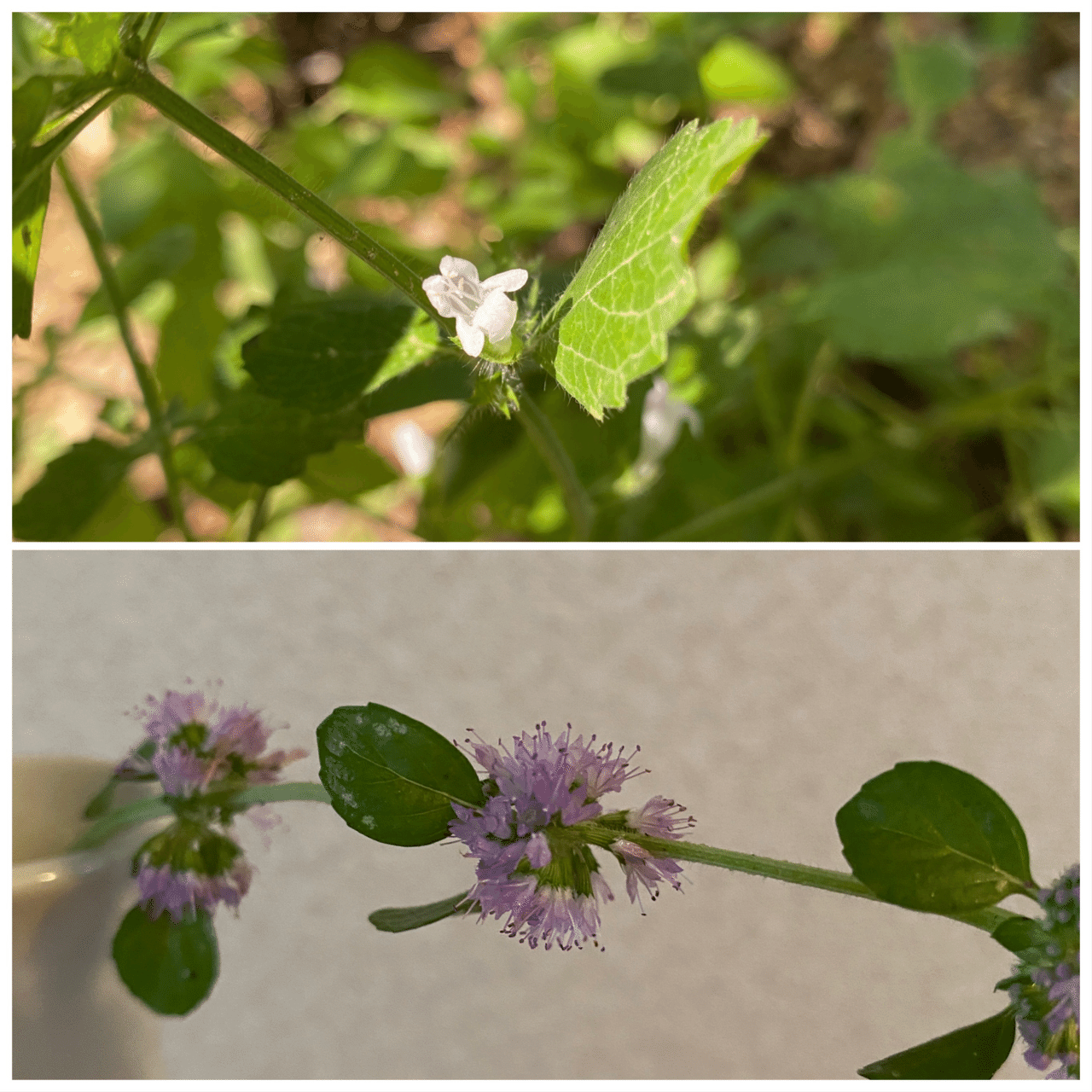 レモンバームとペニーロイヤルミントの花が咲いた カレイド Note