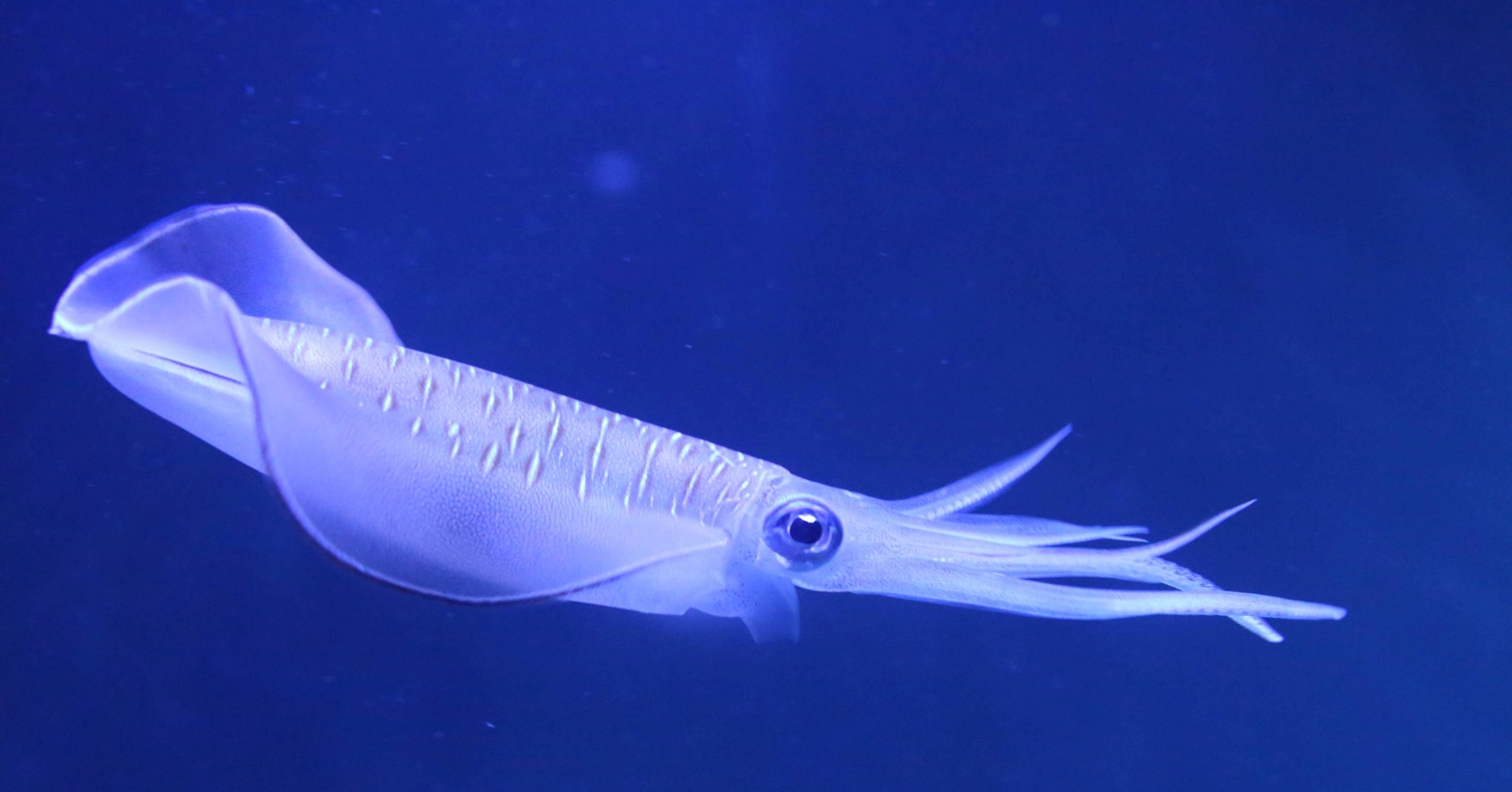 透明骨格標本の作り方 1 必要なもの Shinmr Note 透明骨格標本の作り方 1 必要なもの Shinmr Note