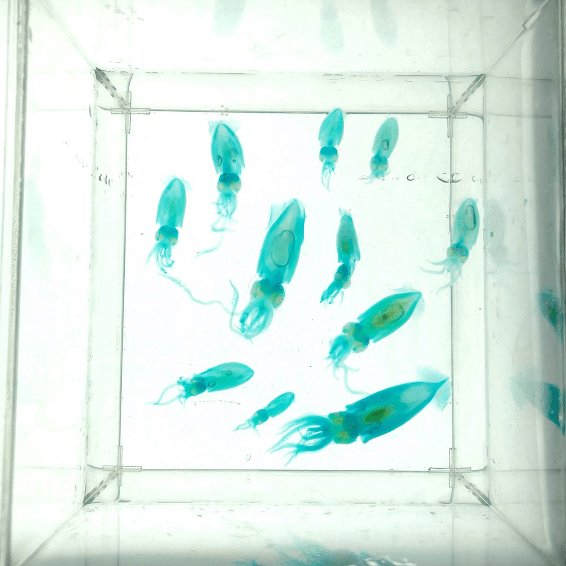 透明骨格標本の作り方 1 必要なもの｜shinmr