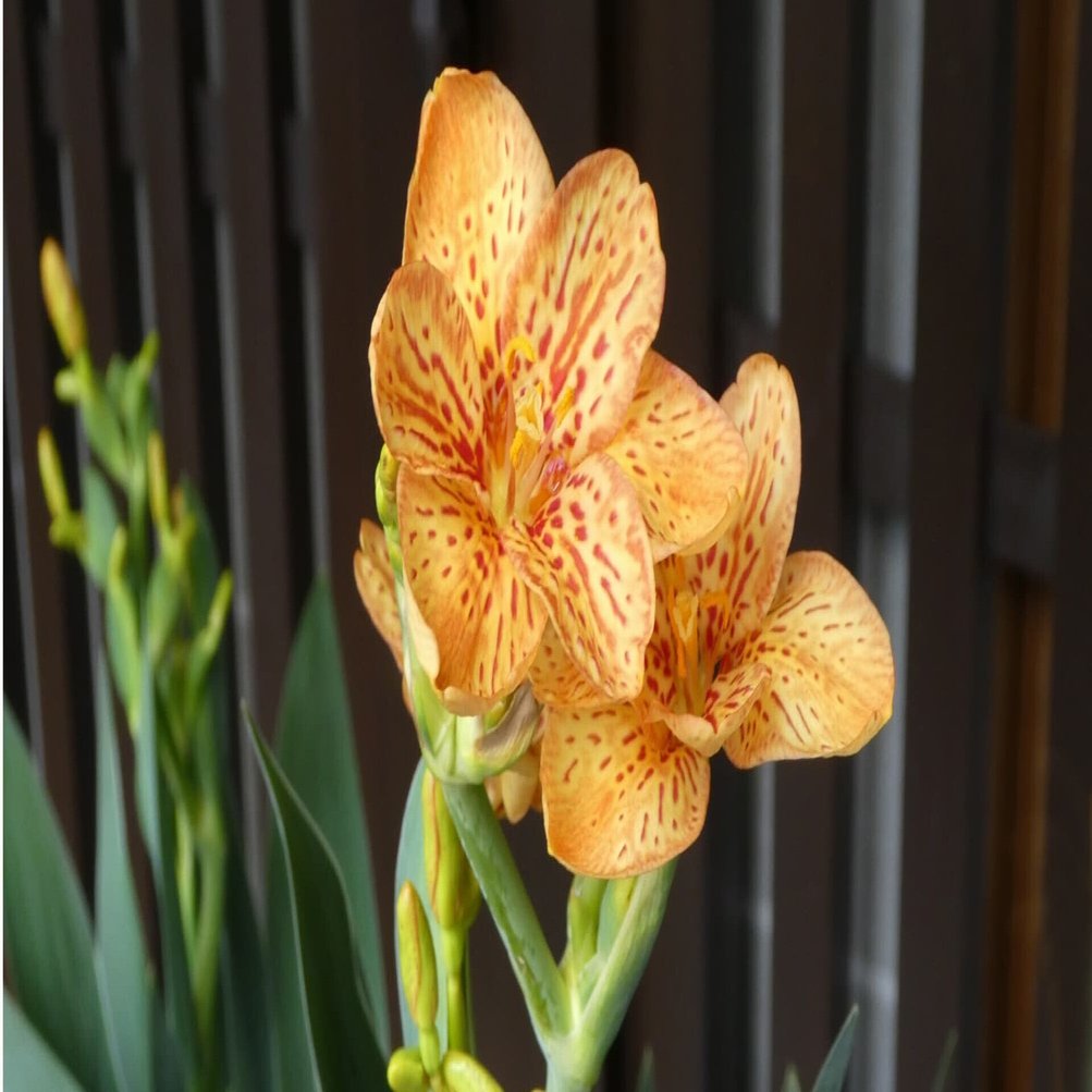祇園祭の名脇役は宮津の特産品だった 魔除けの花 ヒオウギ 宮津市広報