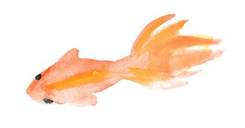 夏祭りの金魚すくいの金魚がなぜ早く死ぬのか 夕華 ゆか Note