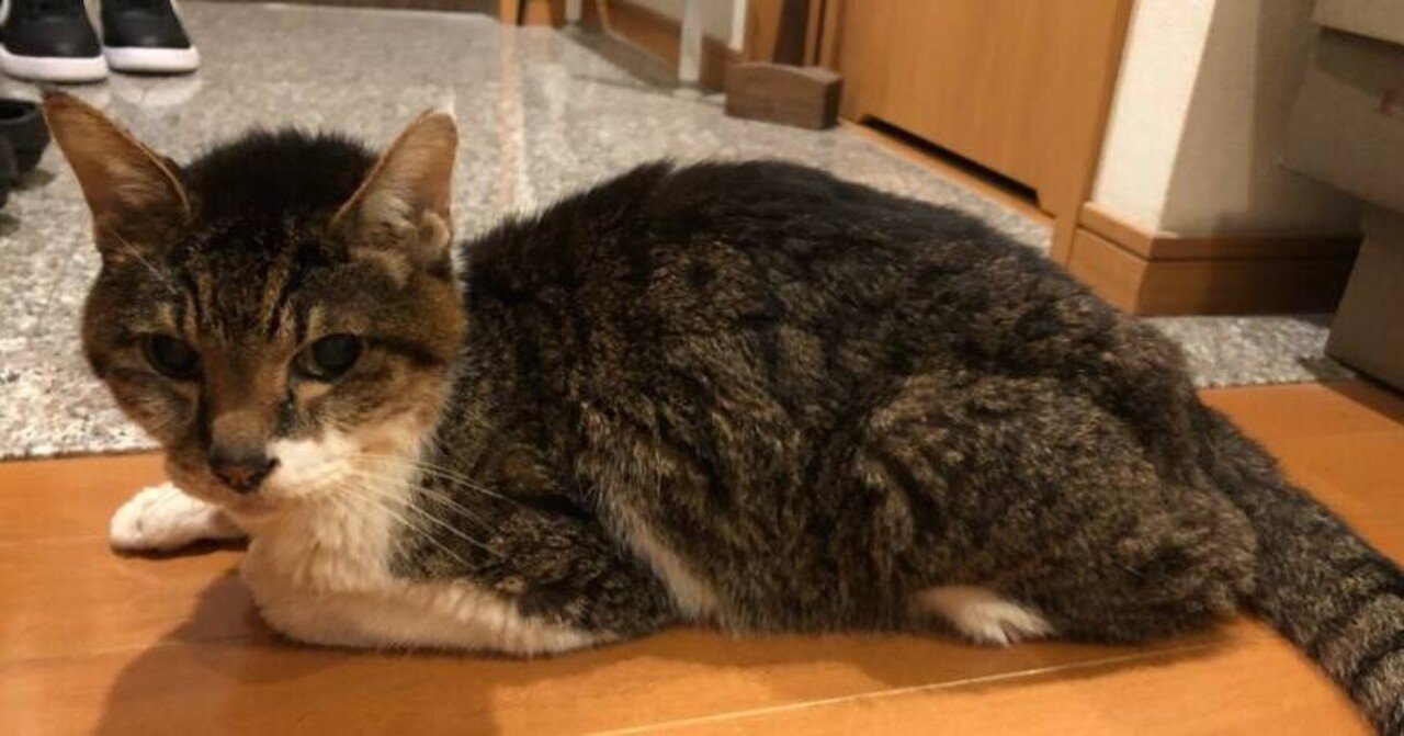 高齢猫闘病記」の新着タグ記事一覧｜note u2015u2015つくる、つながる、とどける。