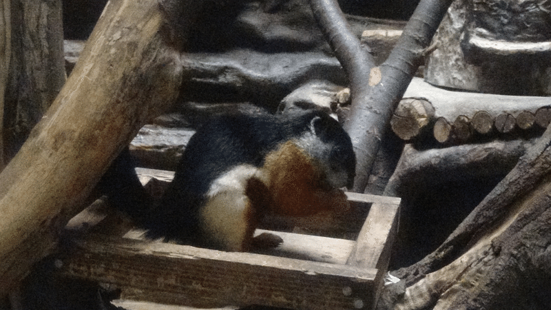 上野動物園は 動物オタクこそ行くべき動物園だと思う リクモンキー Note 上野動物園は 動物オタクこそ行くべき動物園だと思う リクモンキー Note