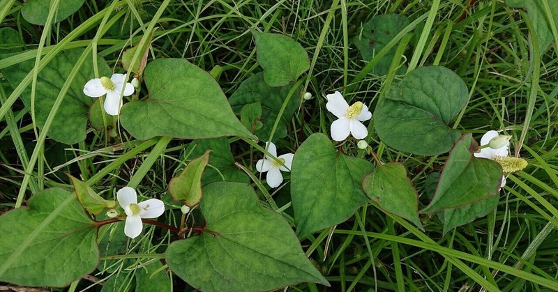 ドクダミ茶の作り方 の新着タグ記事一覧 Note つくる つながる とどける ドクダミ茶の作り方 の新着タグ記事一覧 Note つくる つながる とどける