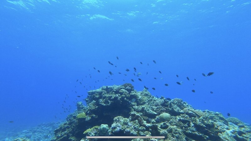 カラフルなサンゴと魚