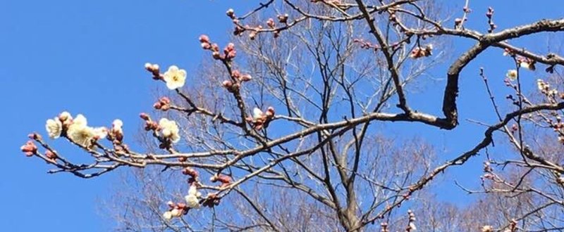 【小山内の日記】梅の花は恋の花？