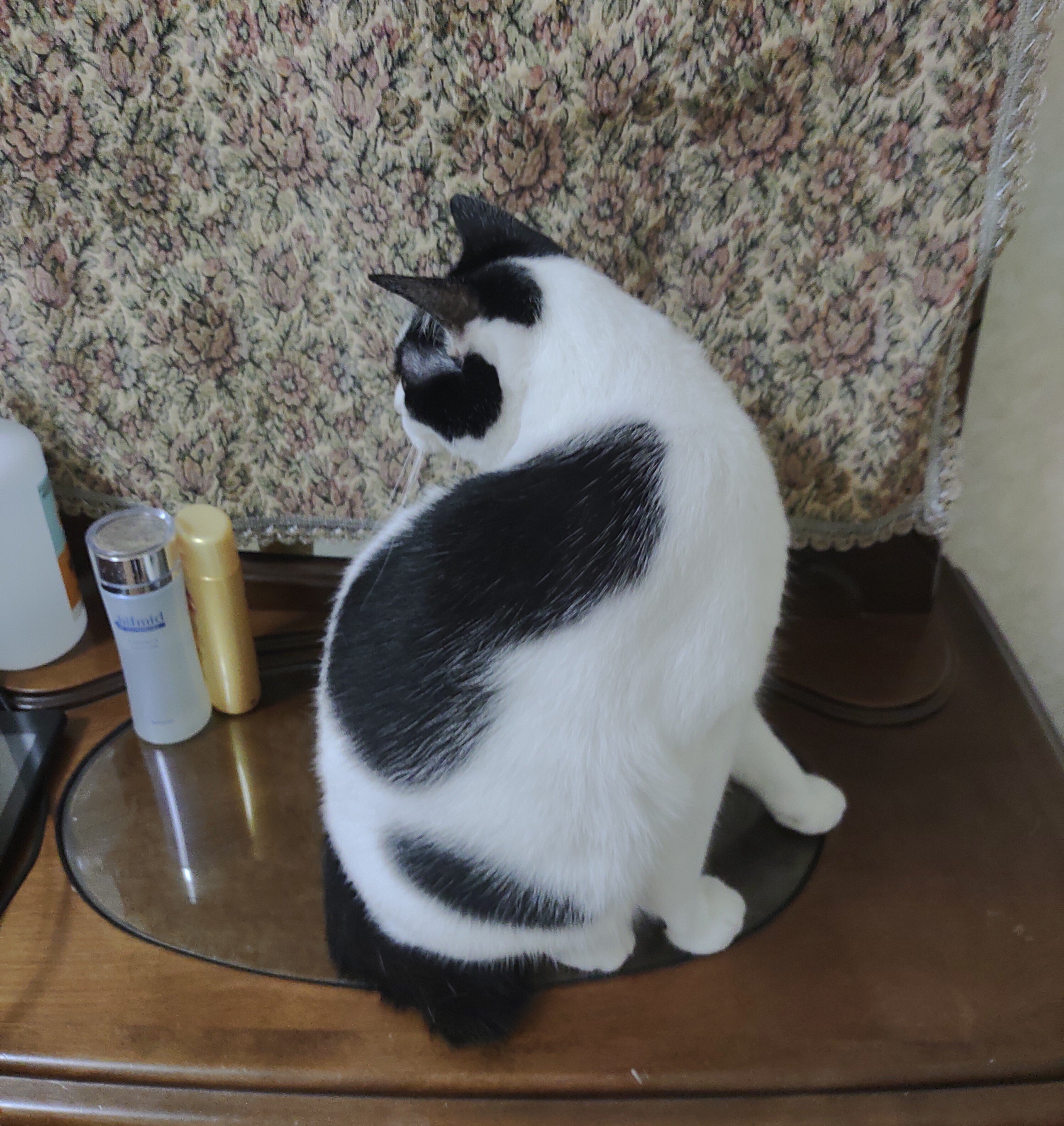 猫ノミ の新着タグ記事一覧 Note つくる つながる とどける