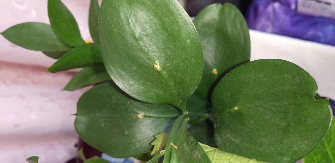 葉っぱから花 お花屋さんのサプライズ Pictoria Note