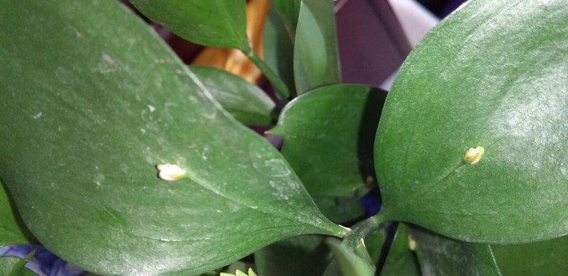 葉っぱから花 お花屋さんのサプライズ Pictoria Note