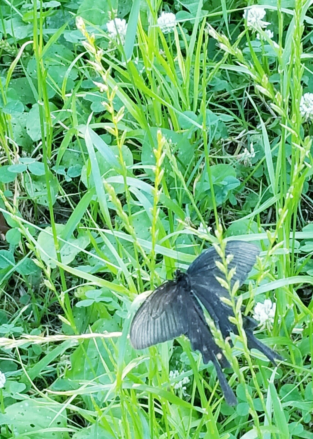 目印を見つけるノート 465 クロアゲハと変化すること 尾方佐羽 Note