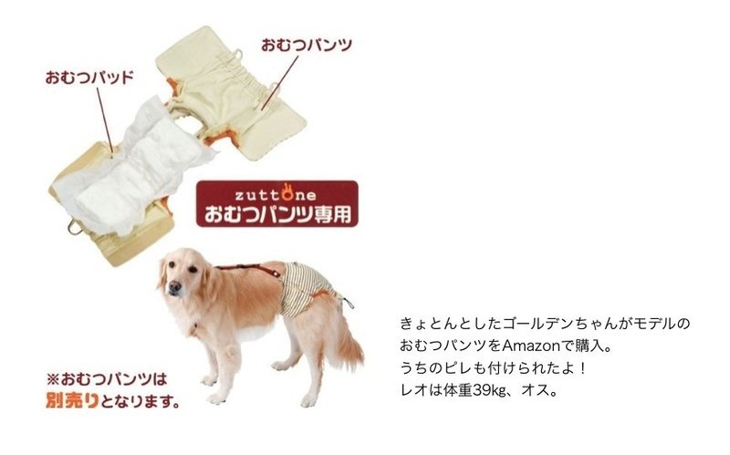 超大型犬グレートピレニーズのオムツ事情 あんこう Note 超大型犬グレートピレニーズのオムツ事情 あんこう Note