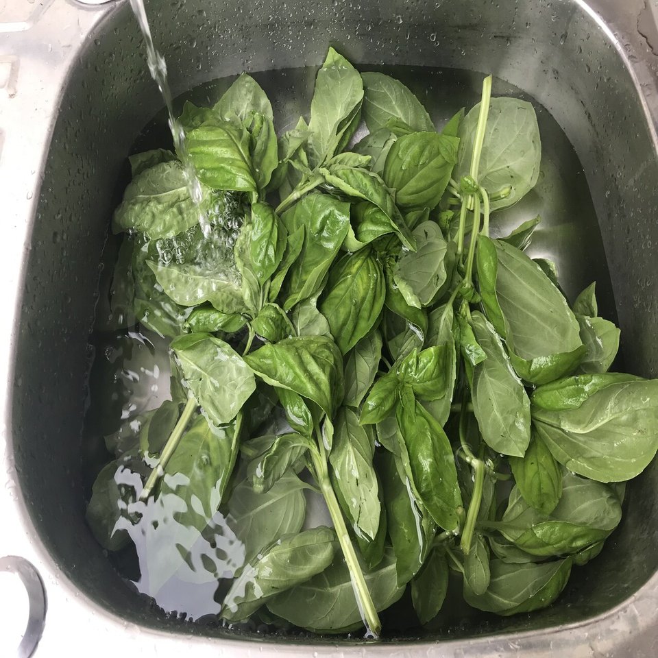 ガーデニング バジルの茎でバジルオイルをつくる おがばん 拝万里 Note