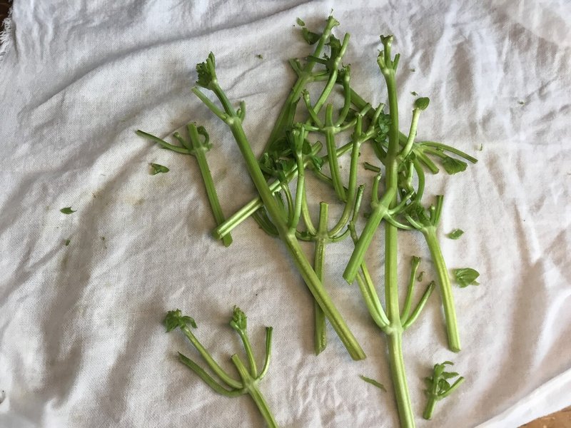 ガーデニング バジルの茎でバジルオイルをつくる おがばん 拝万里 Note ガーデニング バジルの茎でバジルオイルをつくる おがばん 拝万里 Note
