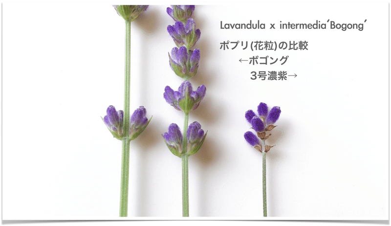 ラベンダー品種についての忘備録的な エフゲニーマエダ 平成林業 Note ラベンダー品種についての忘備録的な エフゲニーマエダ 平成林業 Note