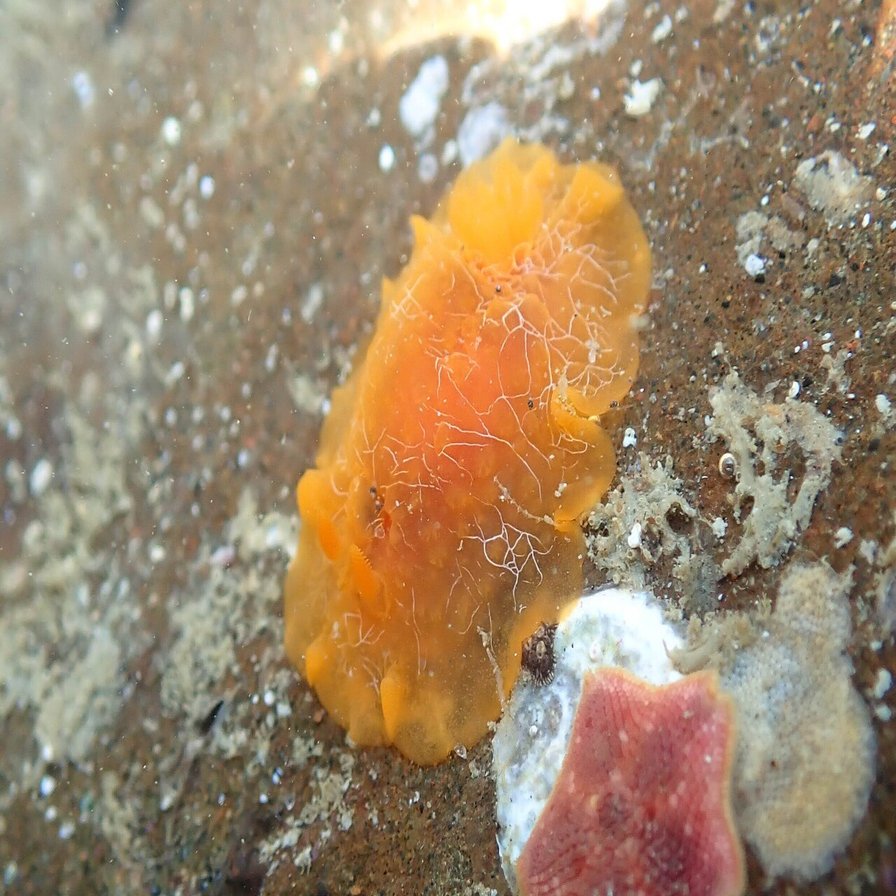 海日記 2 葉山 芝崎海岸での磯遊び ウミウシ探し １ 海遊びのほや Note