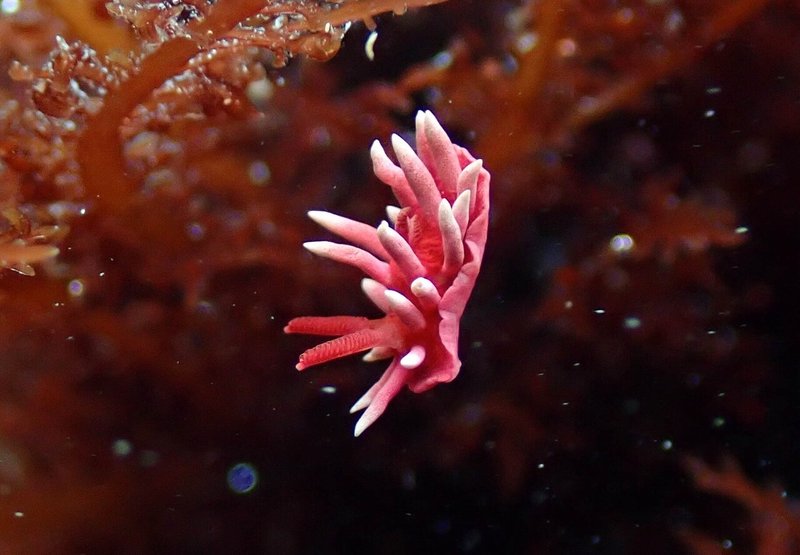 葉山 芝崎海岸での磯遊び ウミウシ探し １ 海鞘 Note