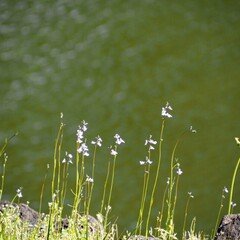 1人声劇台本 の新着タグ記事一覧 Note つくる つながる とどける