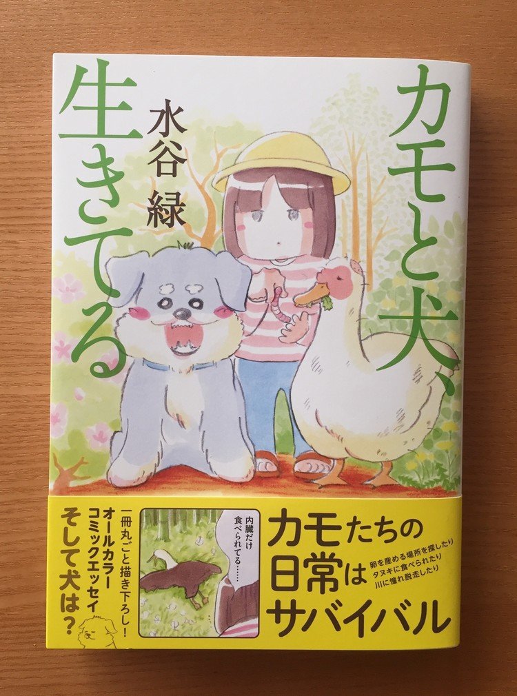 鴨と犬のエッセイ漫画、「カモと犬、生きてる」（新紀元社）が発売になりました。フルカラーです。 動物好きの方、よろしければぜひお手に取ってみてくださいませ🐶🐤🙇  http://amzn.asia/ddhWc82