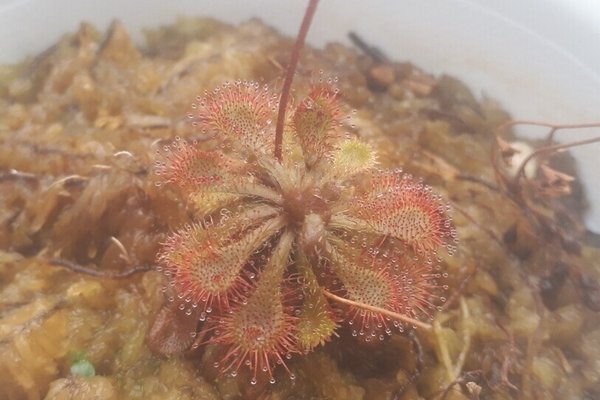 モウセンゴケ科 の新着タグ記事一覧 Note つくる つながる とどける モウセンゴケ科 の新着タグ記事一覧 Note つくる つながる とどける