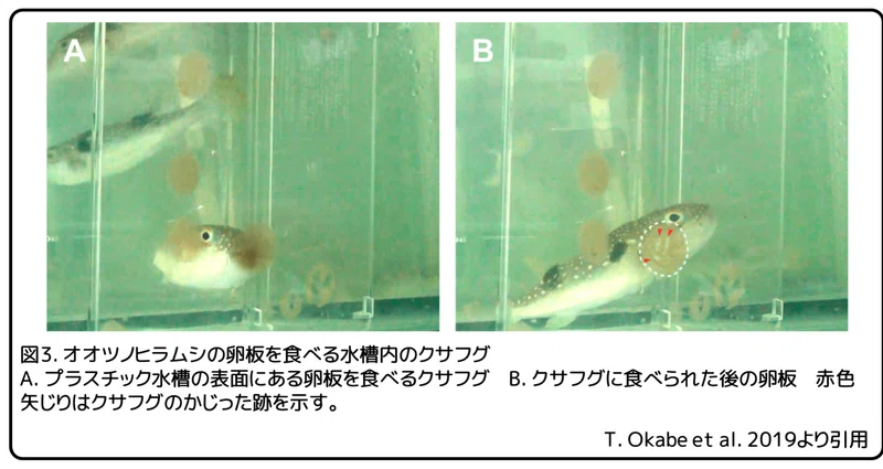 フグは毒をどこから手に入れる? ~ヒラムシの一生とフグ毒~ - フグ毒|かわいせーざん@基礎研究っておもしろい! 生物編|note