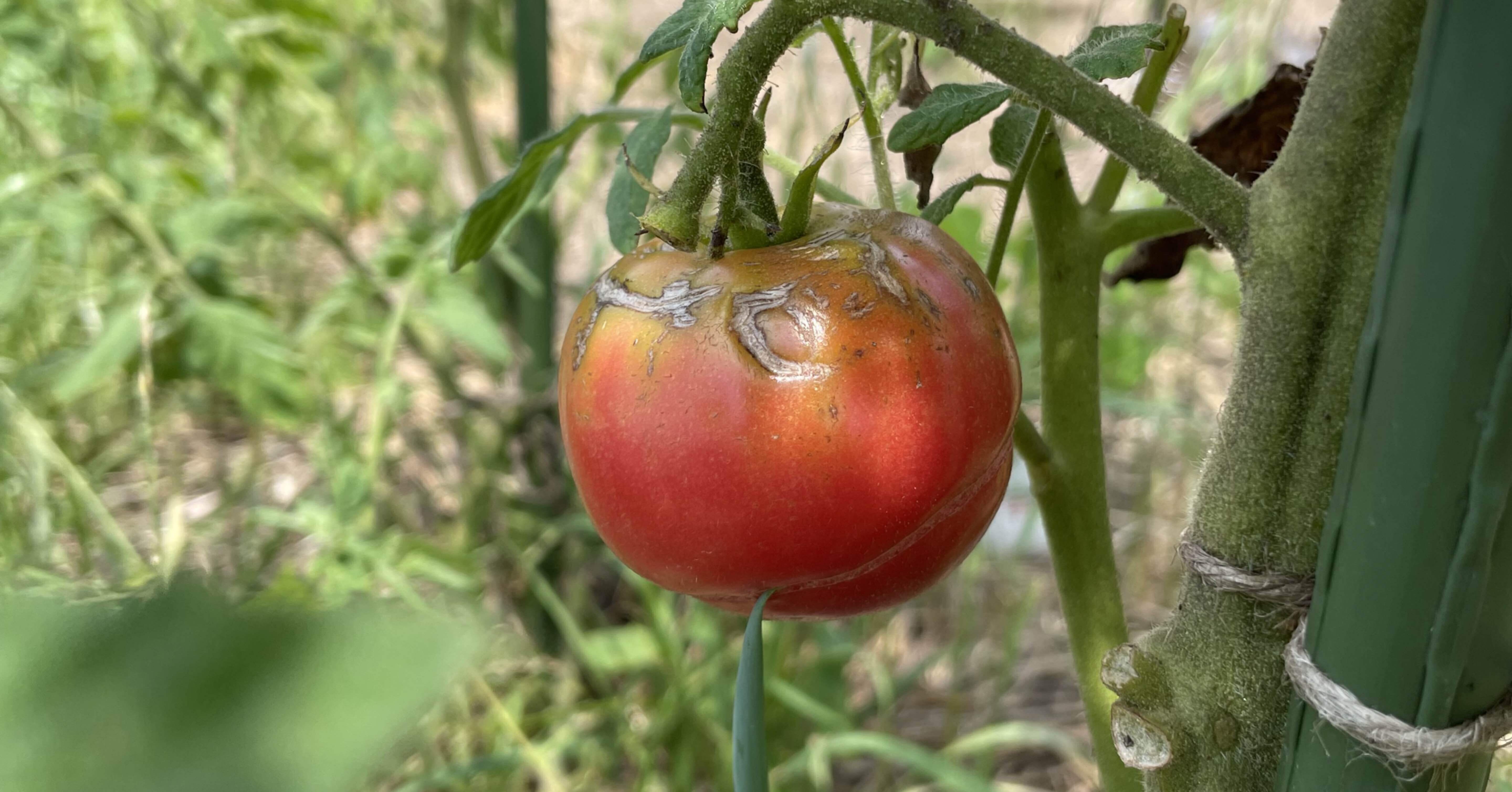 トマトの脇芽を簡単に発根させて挿木で増やす方法 トム ソーヤー Note