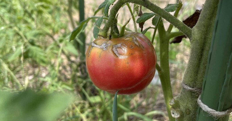 トマトの脇芽を簡単に発根させて挿木で増やす方法 トム ソーヤー Note