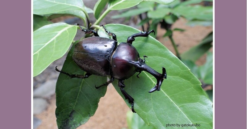 カブト虫の好きな木は の新着タグ記事一覧 Note つくる つながる とどける