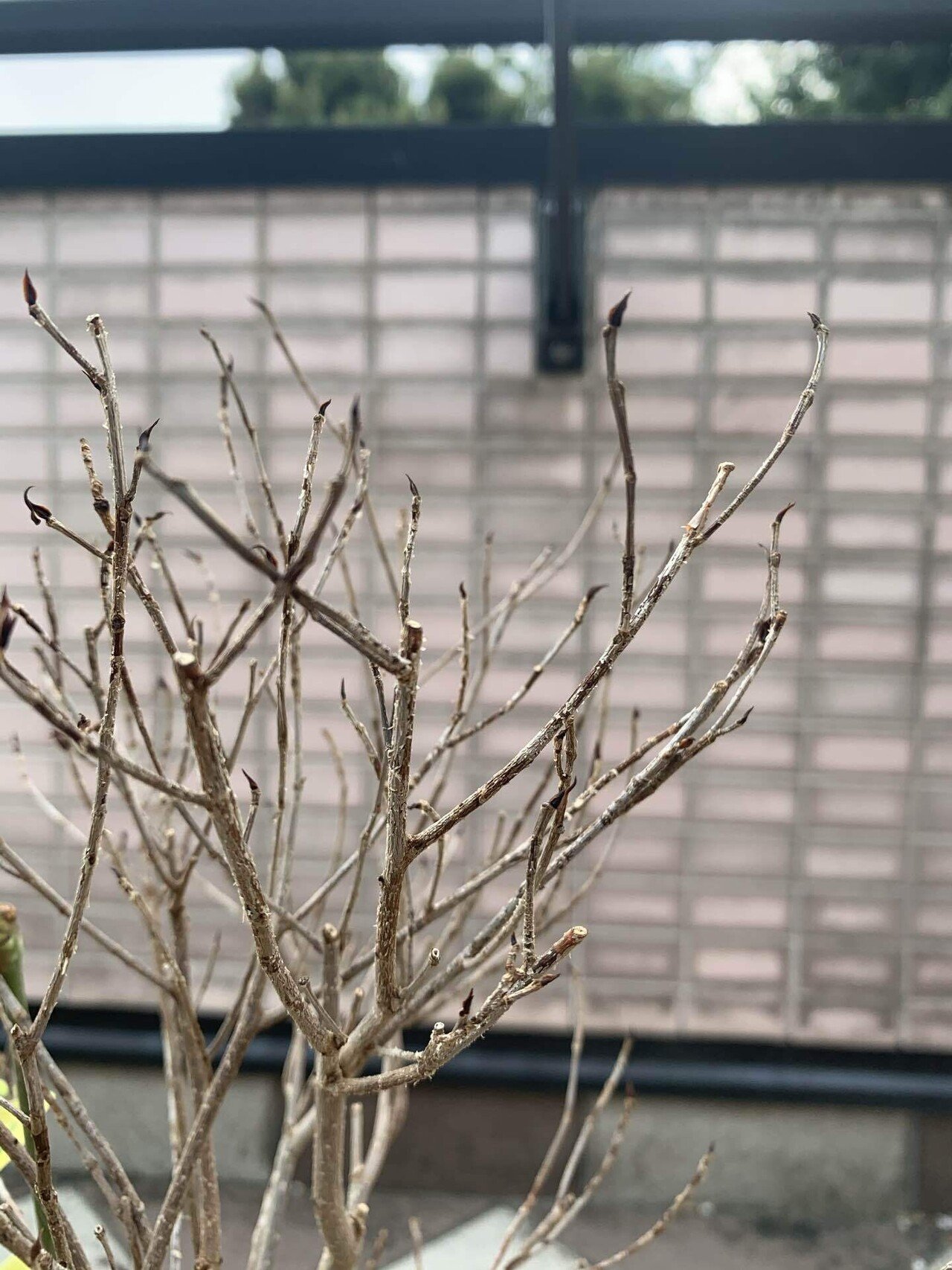 ベンジャミンの近況 Blue Leopard Note ベンジャミンの近況 Blue Leopard Note