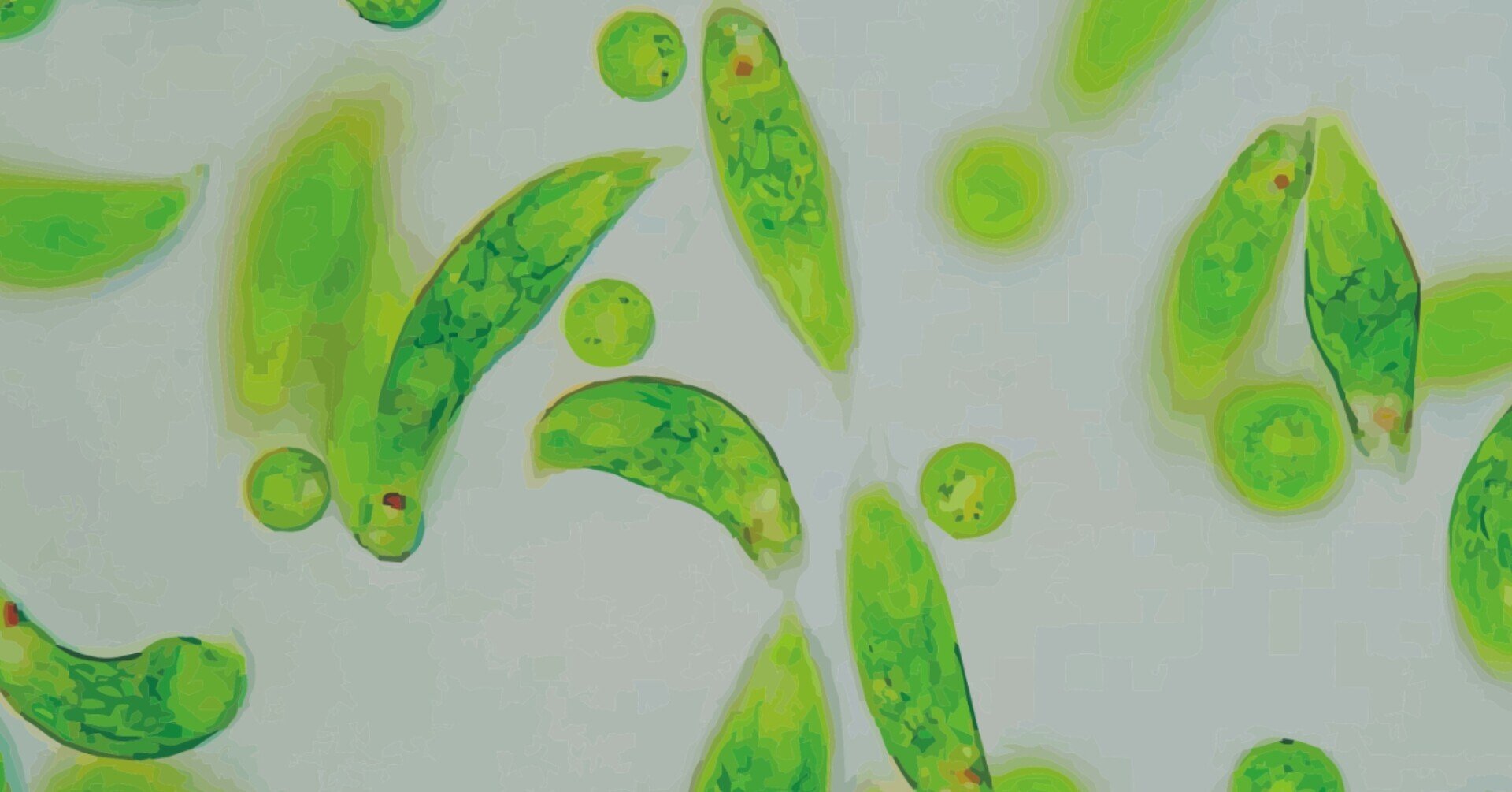 ミドリムシ 酵素ミドリムシ ｜ エポラ（公式）オンラインショップ