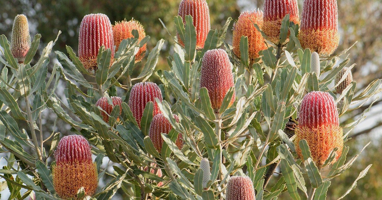 バンクシアマンとかけ離れて美しい 笑 バンクシアのお花 キャノン美佳 Note