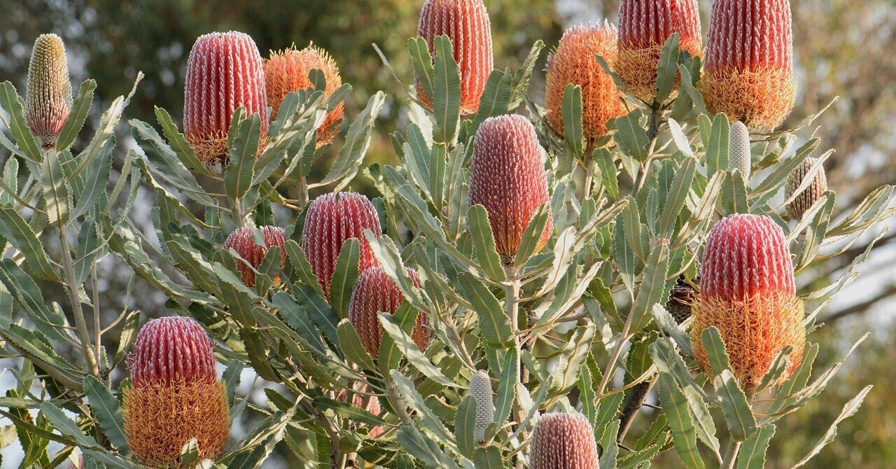 バンクシアマンとかけ離れて美しい 笑 バンクシアのお花 キャノン美佳 Note バンクシアマンとかけ離れて美しい 笑 バンクシアのお花 キャノン美佳 Note