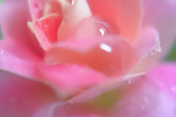 カランコエの花言葉幸福を告げるあなたを守るたくさんの小さな思い出 の新着タグ記事一覧 Note つくる つながる とどける カランコエの花言葉幸福を告げるあなたを守るたくさんの小さな思い出 の新着タグ記事一覧 Note つくる つながる とどける
