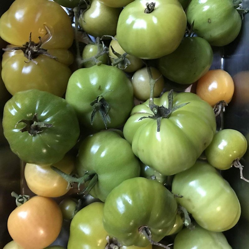 トマトの脇芽を簡単に発根させて挿木で増やす方法 トム ソーヤー Note