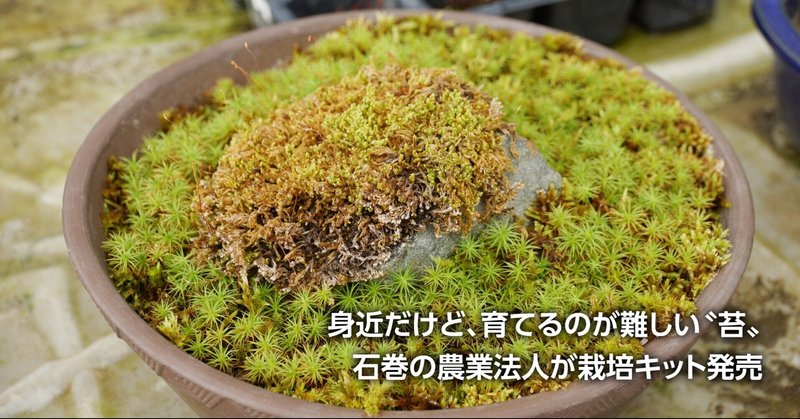 コケペーパーで人工栽培 ソーシオ農園 特許出願 石巻を一大産地に 石巻days 未来都市の生き方 Note