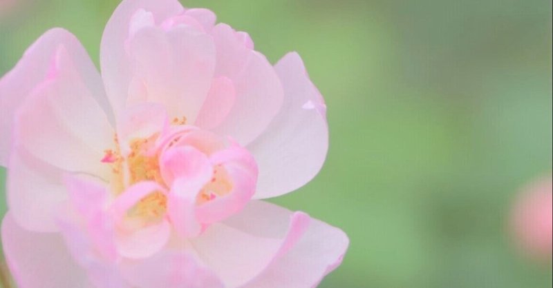 薔薇の名前 の新着タグ記事一覧 Note つくる つながる とどける