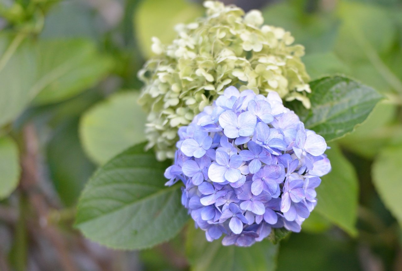 ポストカード用画像 もんしえーる Note