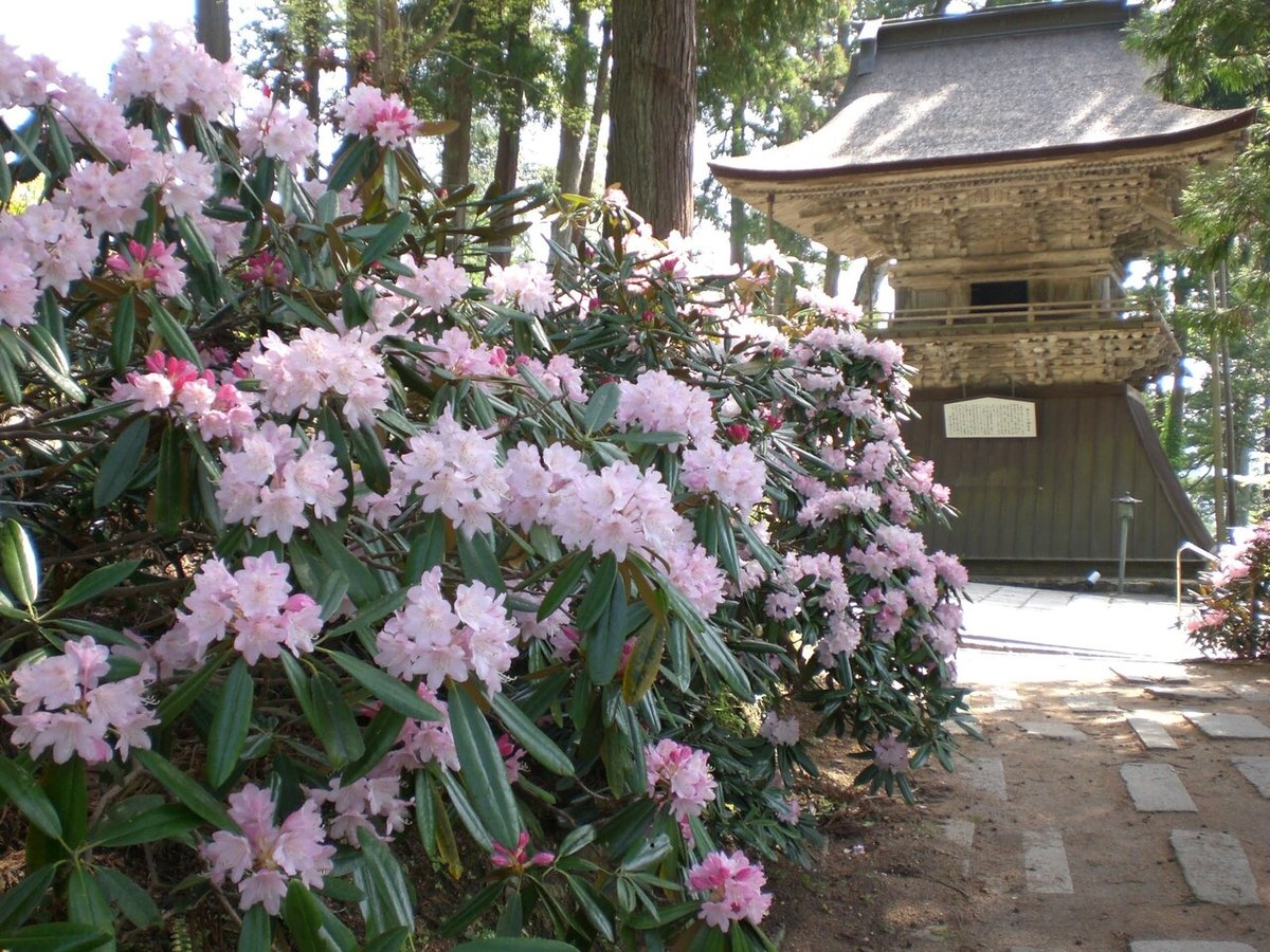 成相寺　シャクナゲ　鐘楼