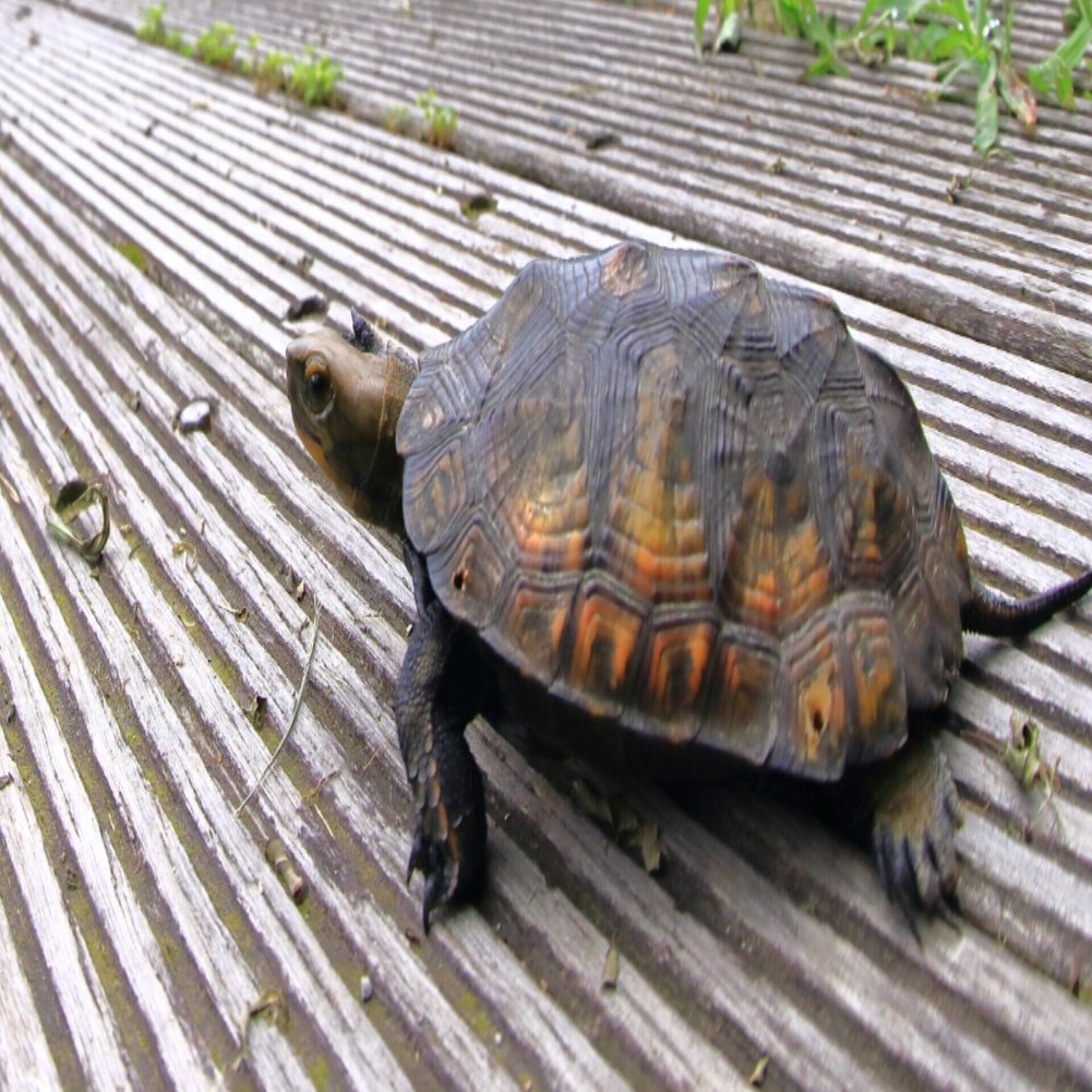 湿地のカメさん論文が出ました 翔一 Note