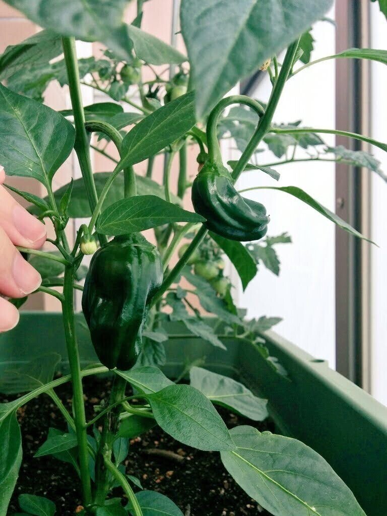 ベランダ菜園のすすめ 伊坂セイコ Note