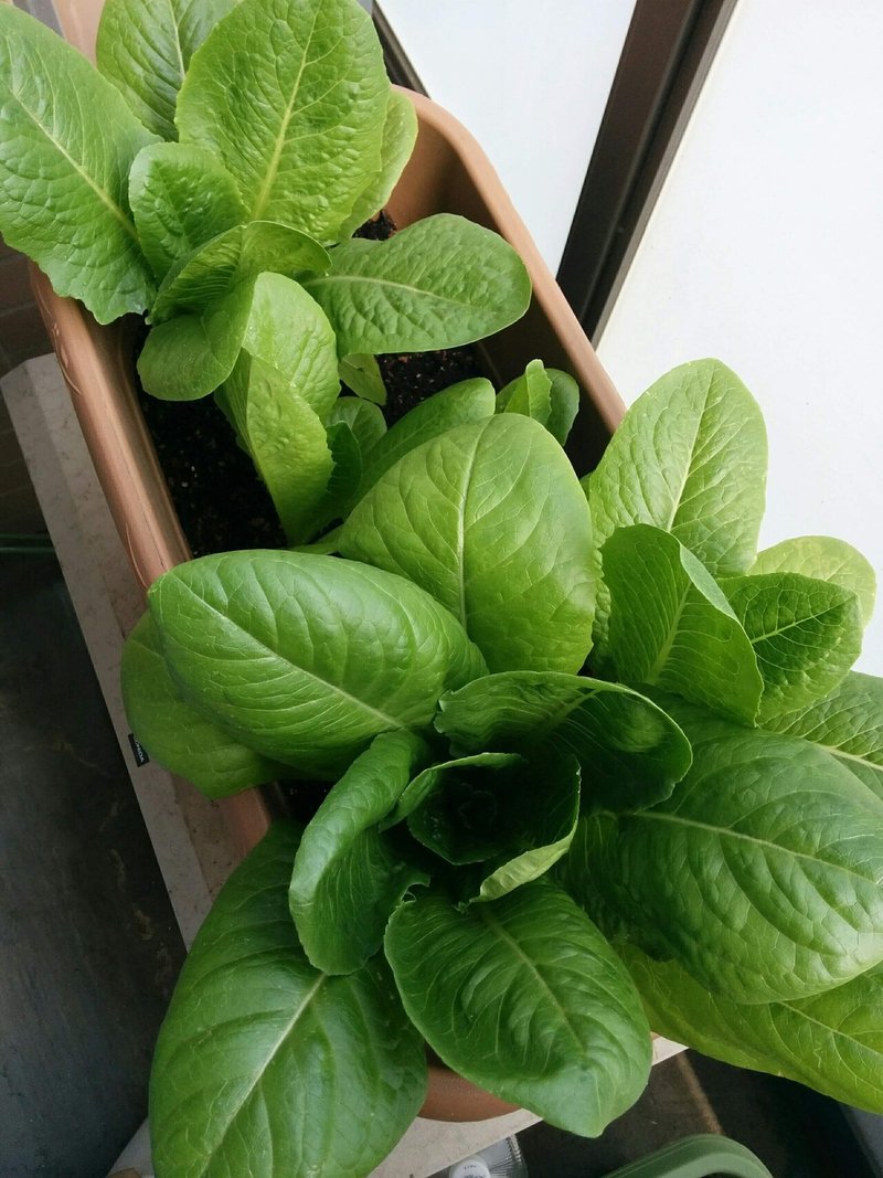 ベランダ菜園のすすめ 伊坂セイコ Note