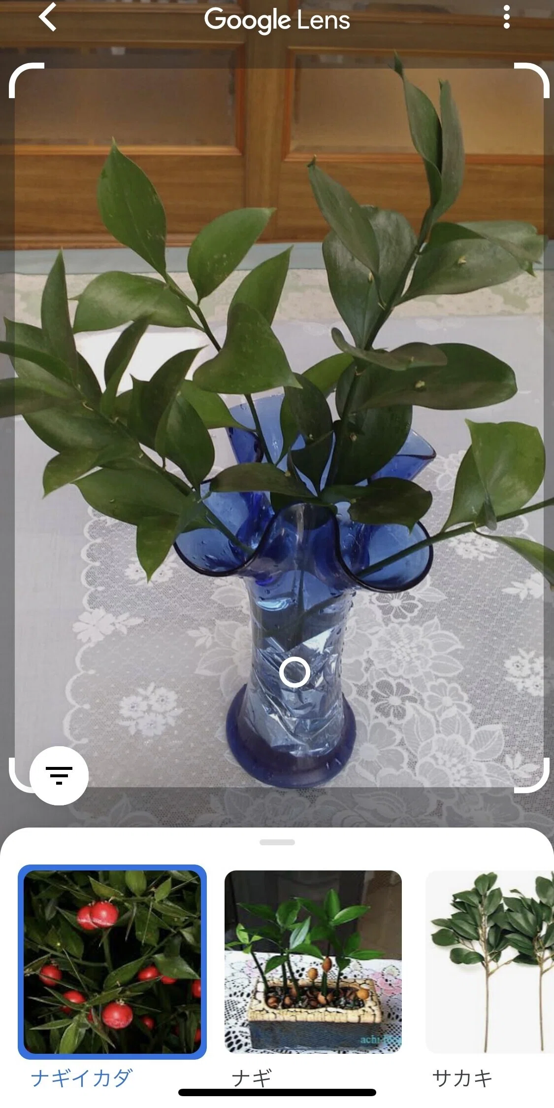 葉っぱから花！？ お花屋さんのサプライズ？｜pictoria