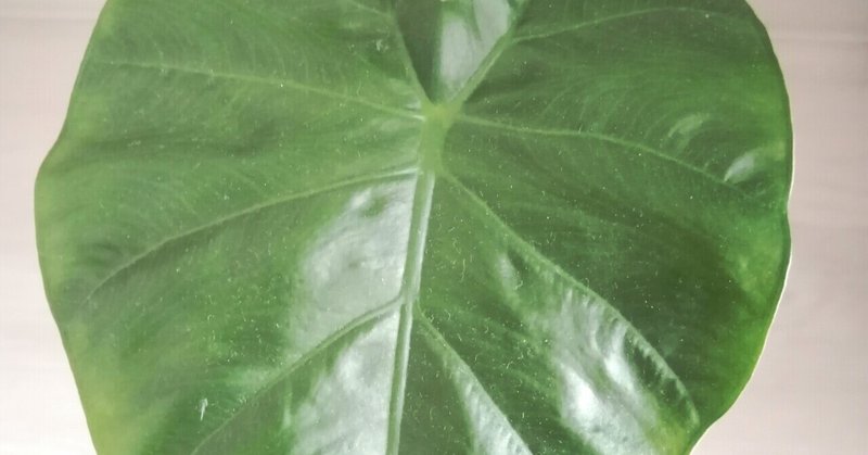 クワズイモ の新着タグ記事一覧 Note つくる つながる とどける