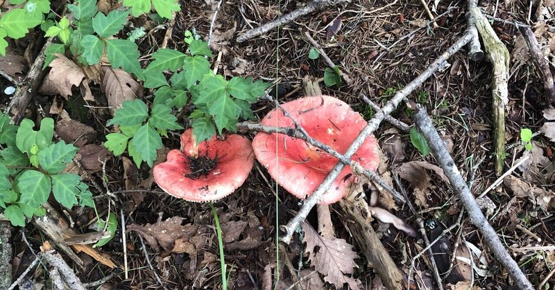 白樺高原に自生するキノコたち C55 Note