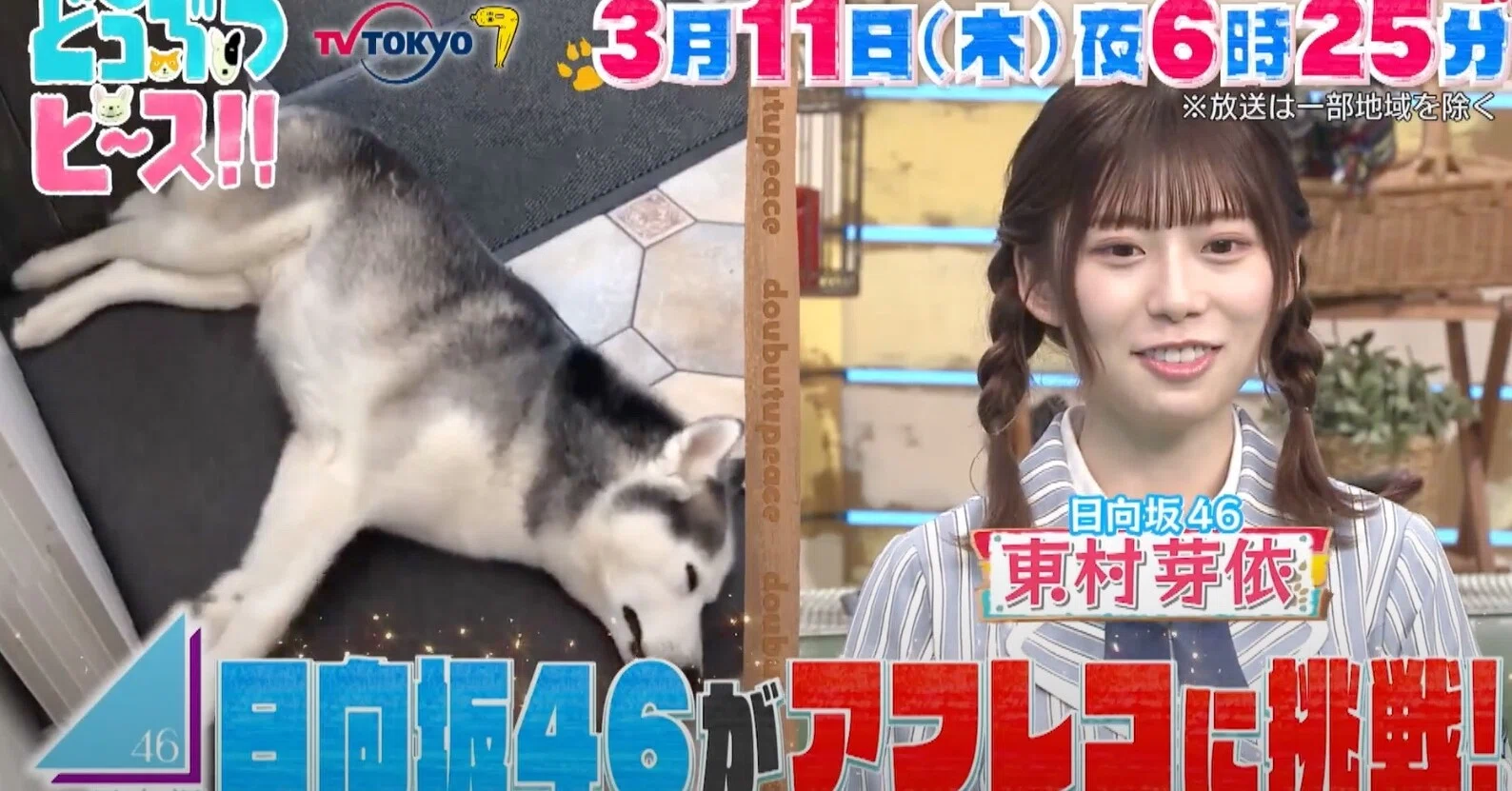 動物の声にアフレコをするテレビ番組 スイカフィッシュ Note