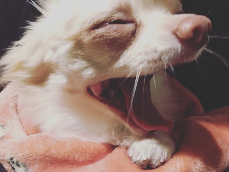 内弁慶でゲンキンなスンスン 犬 のこと Haruka N Note 内弁慶でゲンキンなスンスン 犬 のこと Haruka N Note